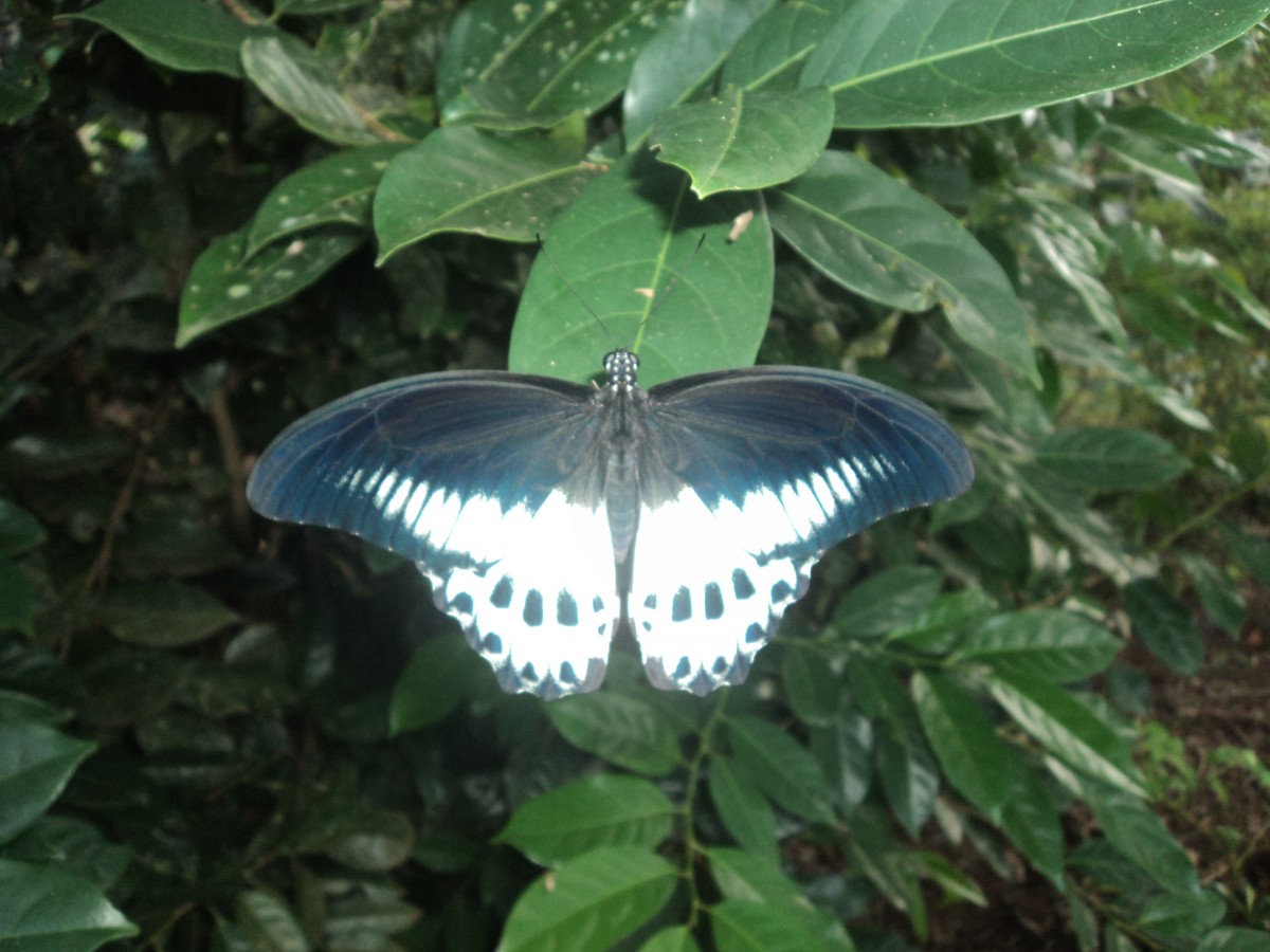 Papilio